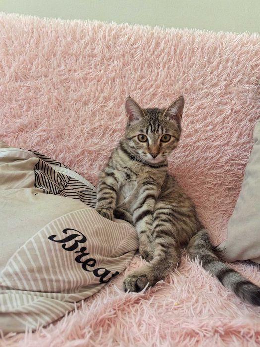 Отдам котёнка 5 месяцев