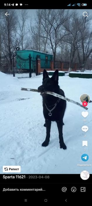 Черные бриллианты немецкой овчарки