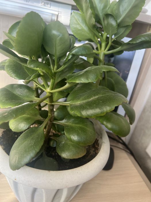 Продам комнатные цветы.