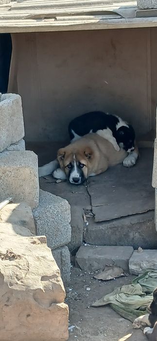 Осы кушык Сатылады