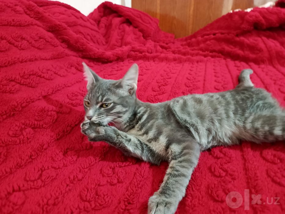Отдаю котенка мальчика.