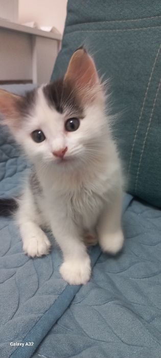 Котята в добрый руки