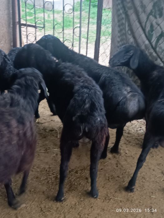 Qoy sotiladi ona bola