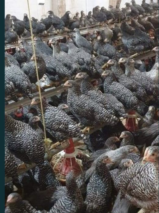 pui rasa mixta si pui alb de carne