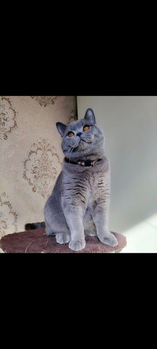 Vyazkaga (SOTILMIDI)