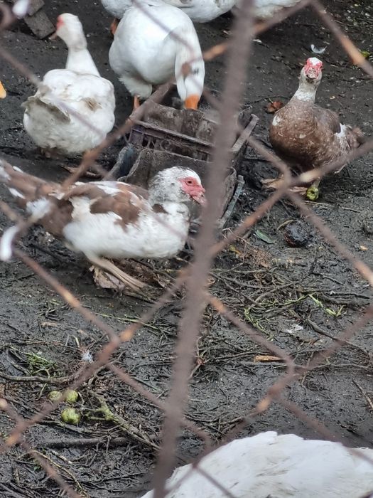 Индоутки ( селезень+2 самочки)