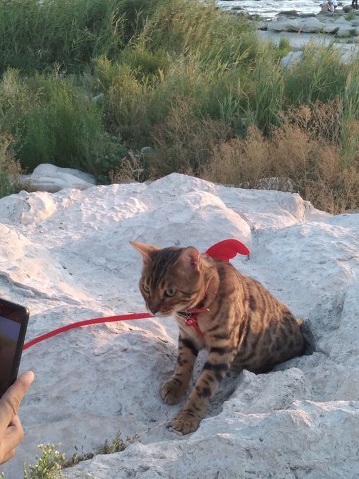 Продаю Бенгальскую кошку