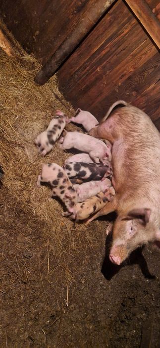 Продам поросят месячные