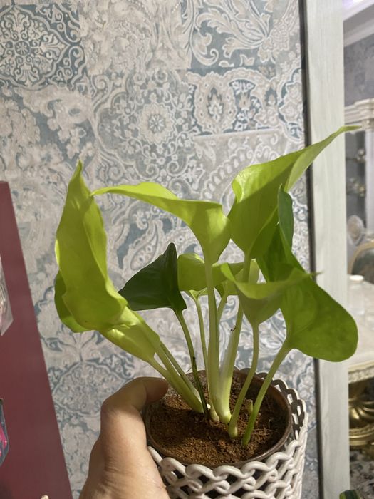 Сциндаптус продаю излишки растения. От 30тыс.сум. Возможен обмен.