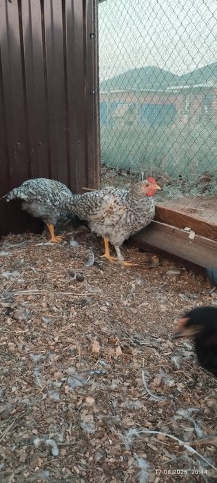 Продам молодых  петушков