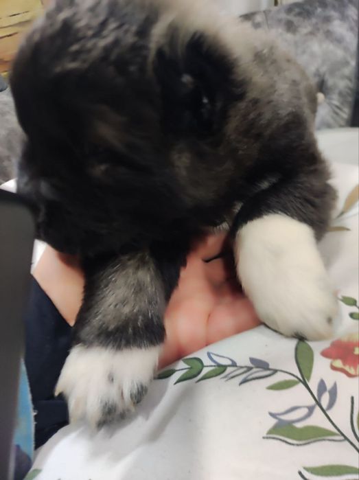 Щенки кавказской овчарки