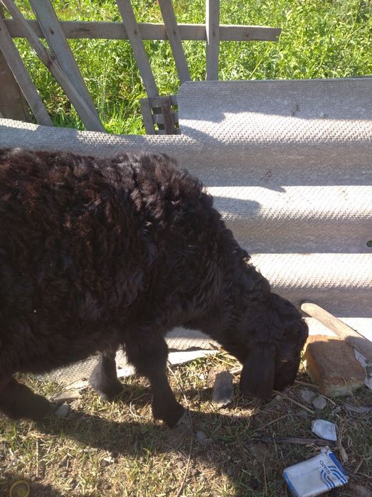 Гиссар крупной породы