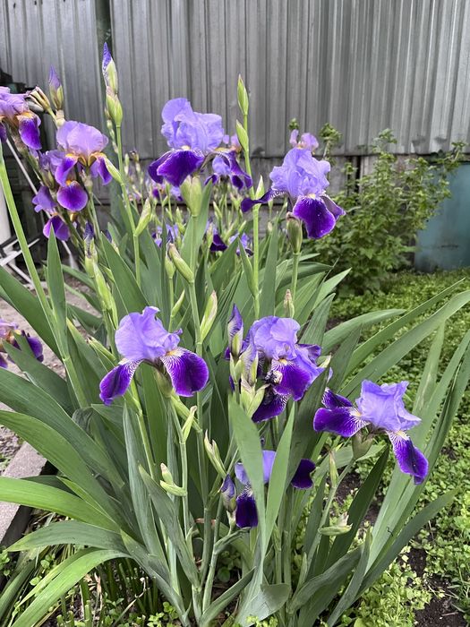 Ирисы многолетние