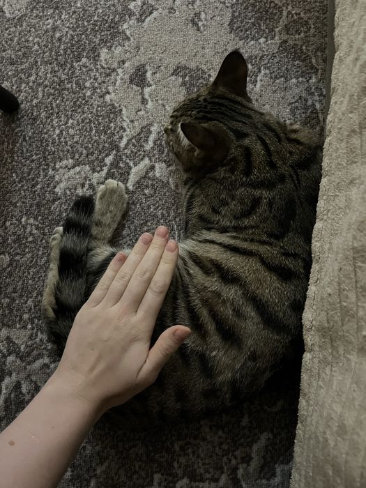 Отдам котенка-девочку бесплатно