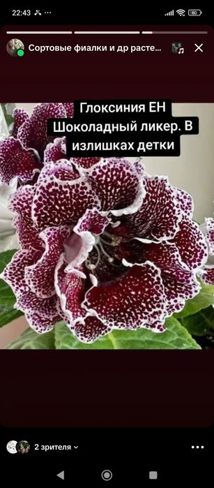 Сортовая глоксиния