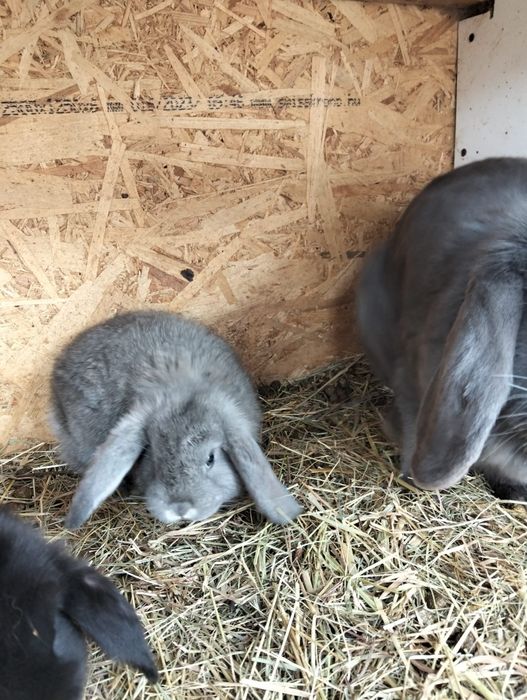 Vând  sau schimb iepuri berbec german