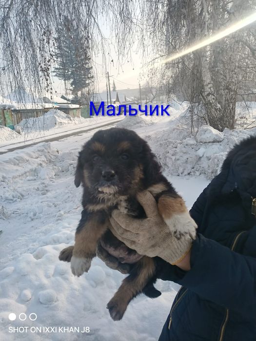 Отдам щенков  мелких 2 месяца