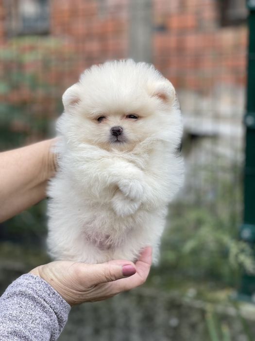 Померан мини