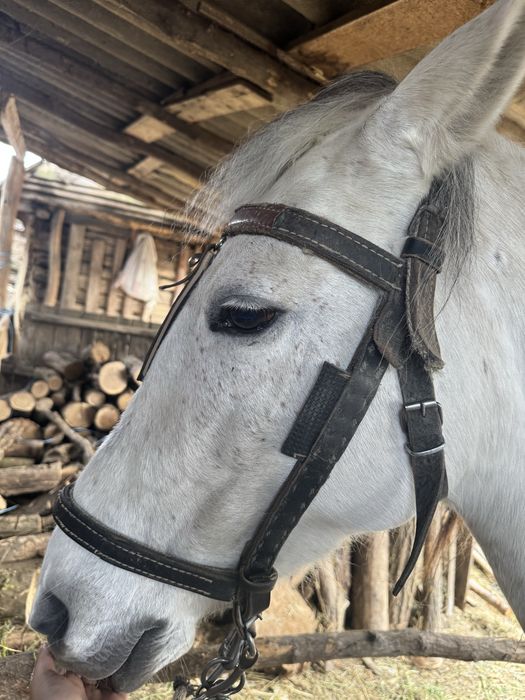 Iapă tanară si blândă la vanzare
