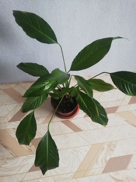 Цветы для школы, дома и офиса. Женское счастье. Спатифиллум