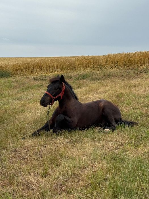 Mânz  semigreu vârstă un 1 an și părinți în poze
