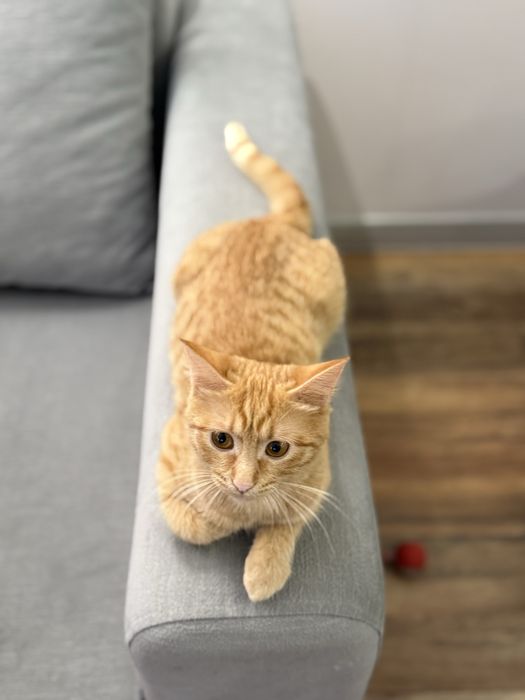 Отдам кошечку в добрые руки г.Актобе