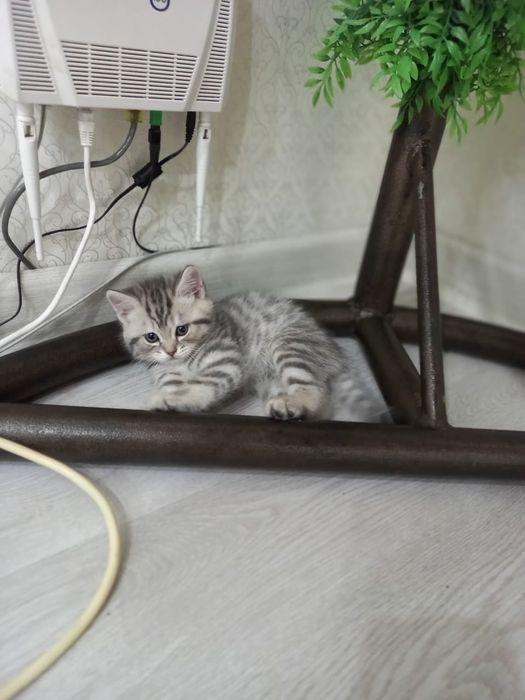 Котята британские