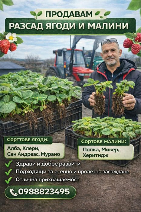 Продавам расад ягоди и малини само които цени българскот