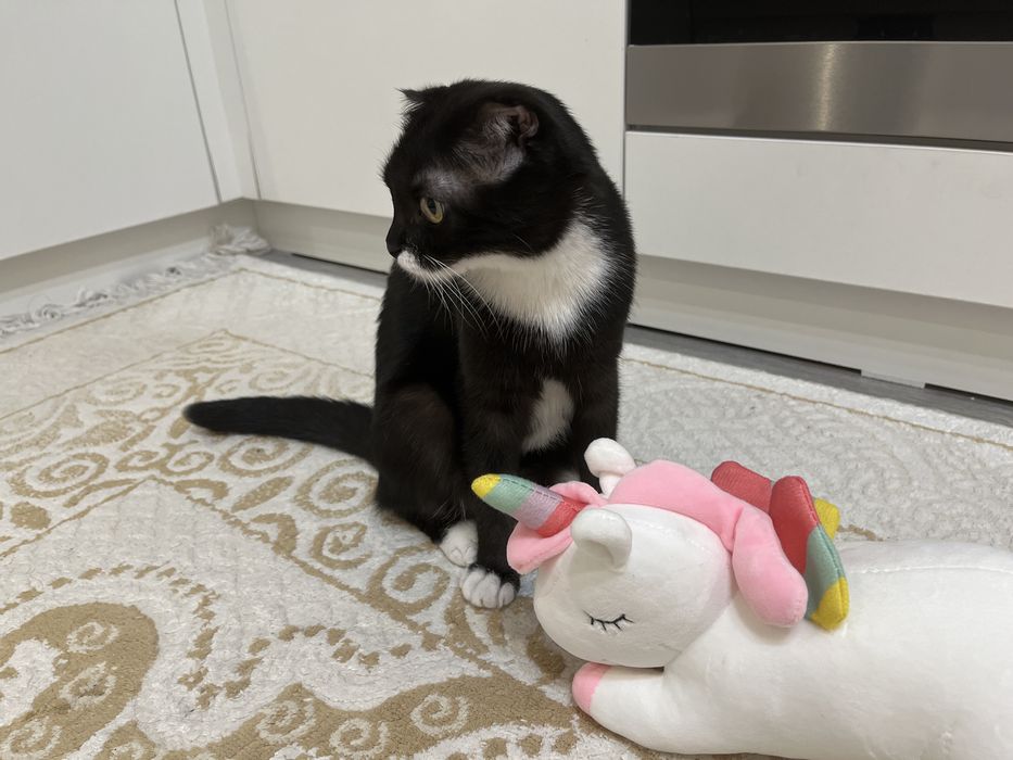 СРОЧНО Кошка, в августе 1 годик