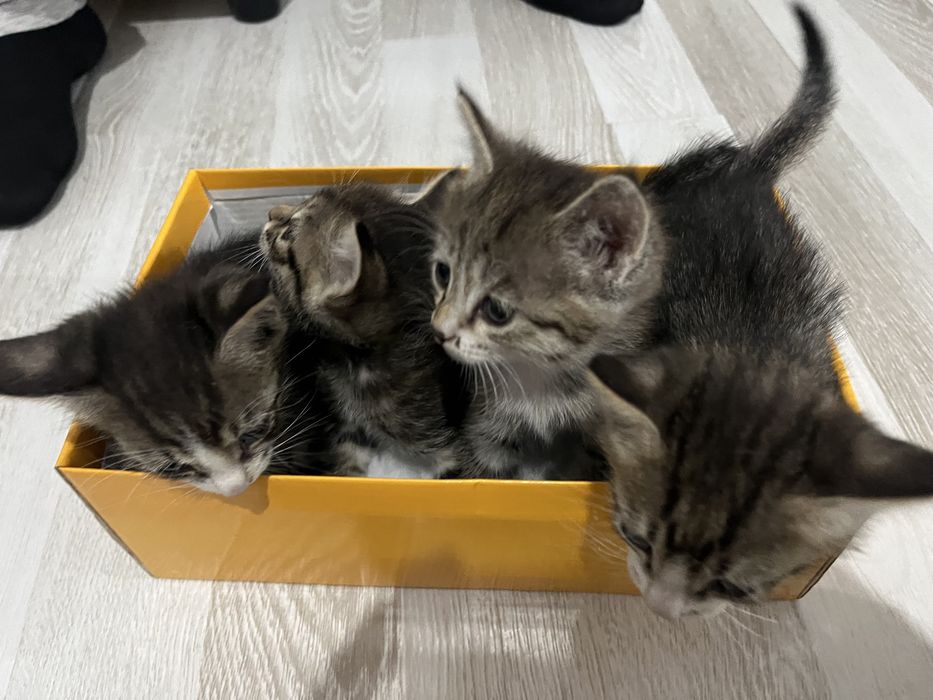 Кошки, котята, кот