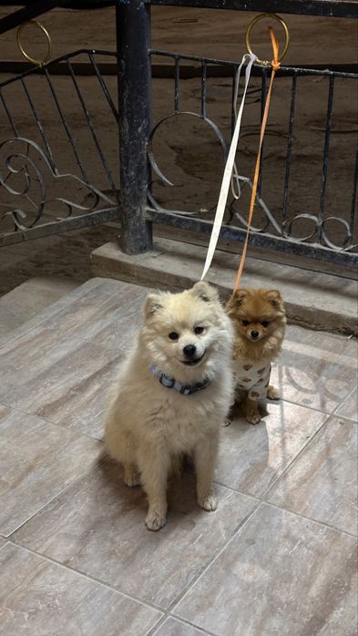 немецкий шпиц девочках