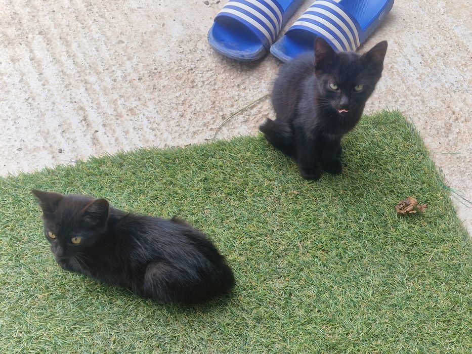 Adoptie  pisicute  negre
