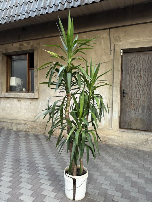 Гигантские пальмы Юкка