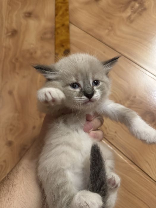 Продам породистых котят