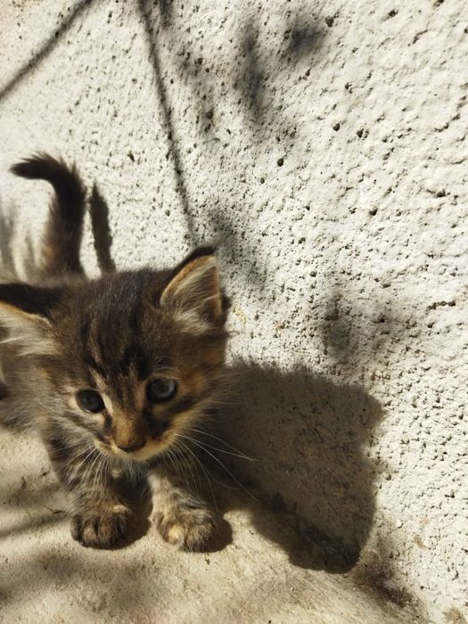 Котенок девочка на большую удачу