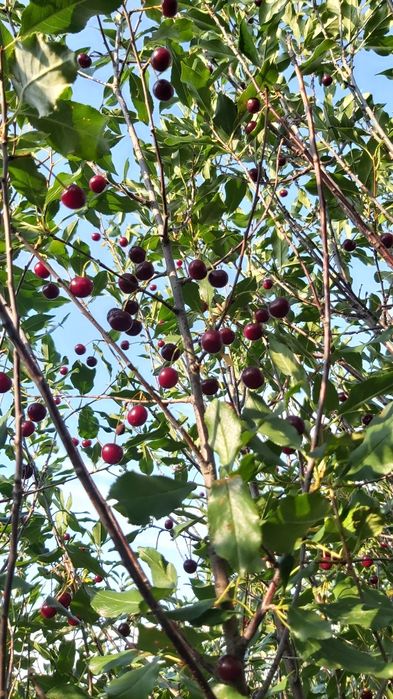 Дача. Зерендинская трасса.