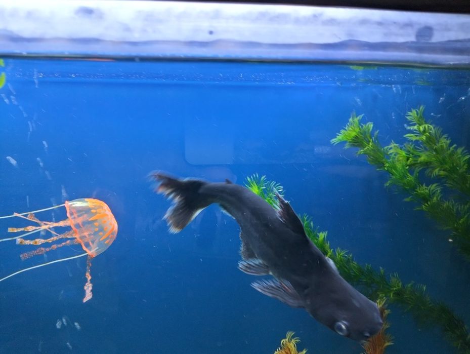 Продам пангасиуса