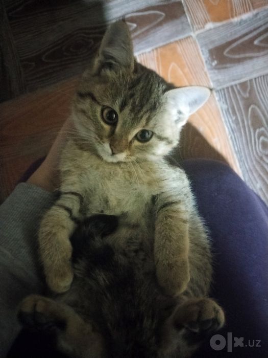 Отдаём котика в добрые руки
