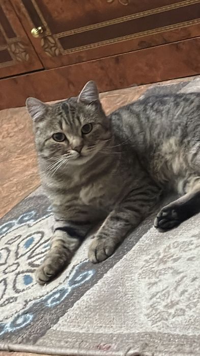 Отдам доброго кота в хорошие руки