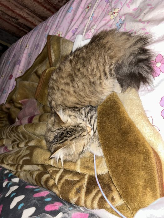 Нашли кошку в районе рабочего