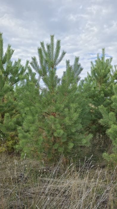 Сосна обычная крымская