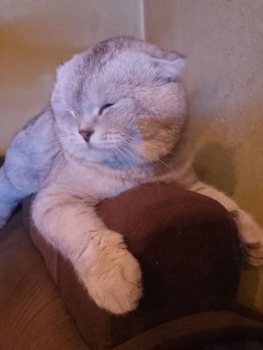 Кот на вязку           .