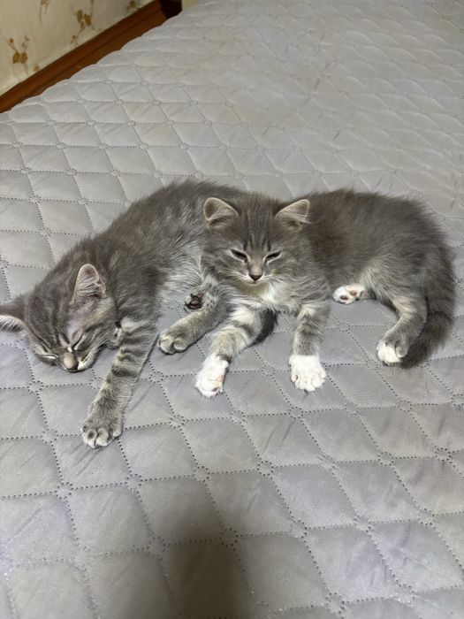 котяткииии только в ДОБРЫЕ РУКИ!