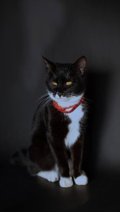 Кошки в добрые руки