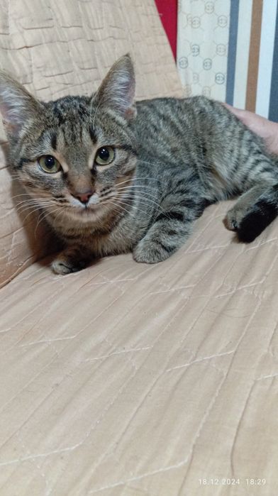 Домашнее котят отдам на хорошей руки