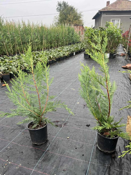 Лейландски кипарис - жив плет за години напред! - с. Недан