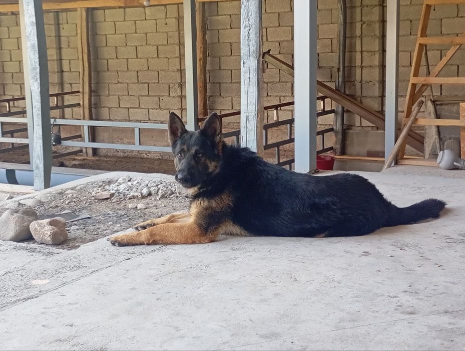 Toza nemis afcharkasi