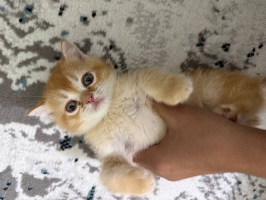 Scotish straight, Skotsh strayt