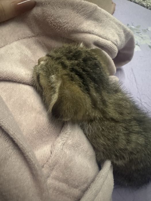 Продам котенка девочка