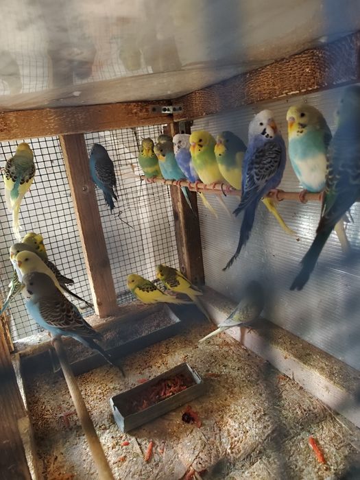 Peruși an căutare de casă nouă!